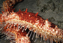 Podia d'une étoile cloutée (Mithrodia clavigera), parmi les plus puissants des étoiles.