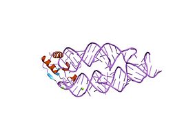 SRP19-7S.S SRP RNA complex from M. jannaschii[28]