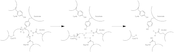 Arrow pushing mechanism of PTP1B phosphatase activity.