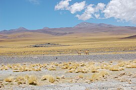 Ruta 60, desde Fiambalá al Paso San Francisco