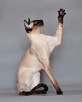 Modern seal point Siamese cat (side view) with a slim "wedgehead" and a slender-build body