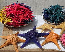 Des étoiles de mer séchées et teintes vendues comme souvenirs aux Philippines (Pentaceraster, Protoreaster et Archaster).