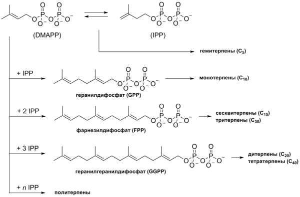 Биосинтез терпенов