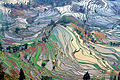 Image 22Ancient rice terraces in Yuanyang County, Yunnan (from History of agriculture)