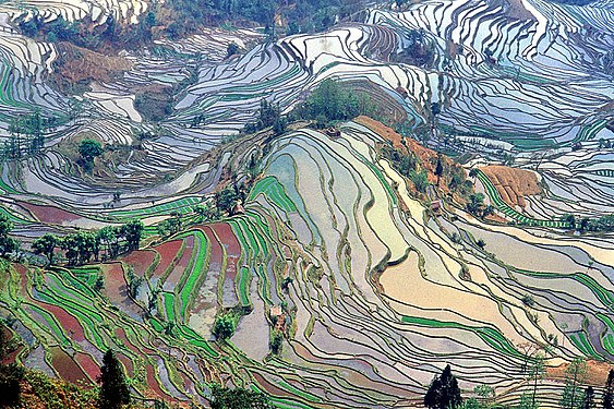 טרסות אורז בסין