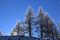 Trees on Simplonpass