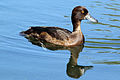 പിട, WWT London Wetland Centre