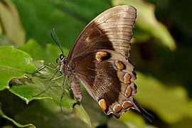 Ulysses Butterfly - melbourne zoo