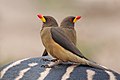 Yellow-billed oxpeckers