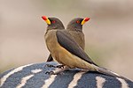 Yellow-billed oxpeckers Buphagus africanus africanus