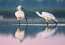 A pair of Eurasian spoonbills in the Danube Biosphere Reserve, Ukraine. Photo by Ryzhkov Sergey