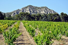 Vignoble au pied des Alpilles