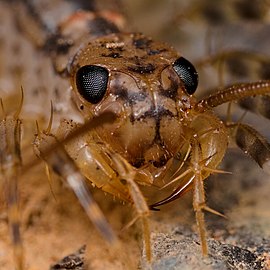 Allothereua maculata の頭部斜め正面