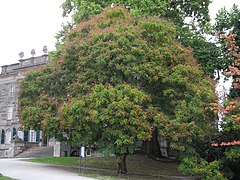 Arbre en fruits