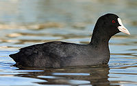 Fulica atra, нас бие гүйцсэн