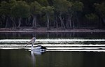 Brillenpelikan auf dem Maubarasee