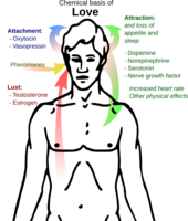 Simplistic overview of the chemical basis of love