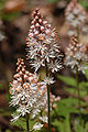 en:Mount_Cuba_Center, en:Foamflower