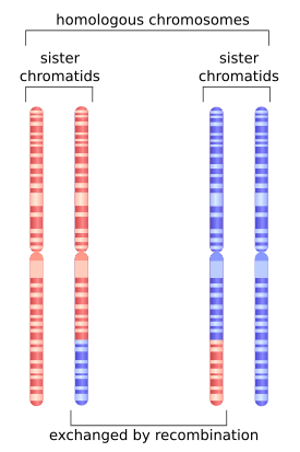 Schéma du chromosome 1 après recombinaison homologue