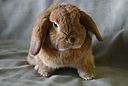 Thỏ Holland Lop