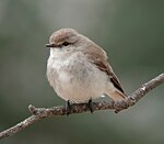 Brun flugskvätta (Microeca fascinans)