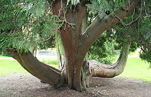 Grat Leewentsbuum (Thuja plicata)