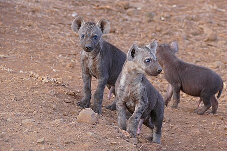 Spotted hyena cubs in Kruger National Park