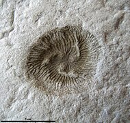 Fossile de Tribrachidium, un animal disparu à symétrie radiaire d'ordre 3.