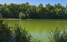 Milky greenish water with vegetation in the foregrounds and trees at rear, the latter of which are reflected slightly in the water