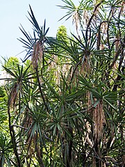 Yucca gigantea