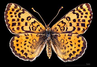 Melitaea didyma occidentalis ♀