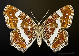 from prorsa underside