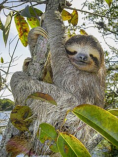 Кафявогърл ленивец (B. variegatus)