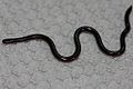 Image 2Common Blind Snake (Ramphotyphlops braminus) (from List of snakes of South Asia)