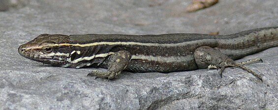 Kleine Kanareneidechse (Gallotia caesaris gomerae)