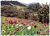 Opium field in Burma (Myanmar)