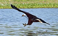 An African fish eagle about to catch a fish in Lake Naivasha