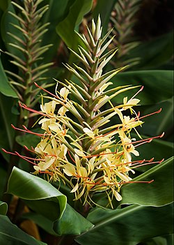 Hedychium gardnerianum (flor)