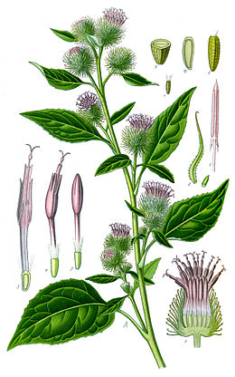 Väike takjas (Arctium minus)