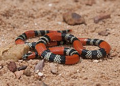 Serpent de corail Micrurus frontalis