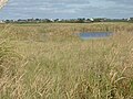 Plovan (baie d'Audierne) : les roselières entourant l'étang de Kergalan. Le bourg de Plovan est visible à l'arrière-plan.