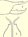 Toreus capensis の雄の鋏角