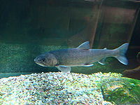 Salvelinus alpinus alpinus