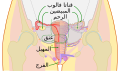 رسم تخطيطي أمامي يبين أعضاء التناسل الأنثوية