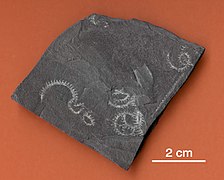 Graptolites