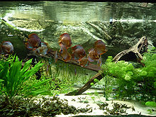Underwater scene, with white sand at bottom and a large piece of driftwood at the right. Various green plants grow in the sand, including a large plant with wavy leaves at the left. A shoal of blue and red striped fish swims around.