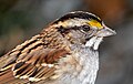 Image 82Close-up of a white-throated sparrow in Central Park