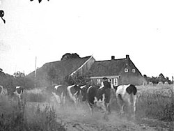 Cows return to the barn