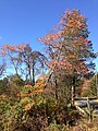 Amerikansassafras (Sassafras albidum) syysväreissään