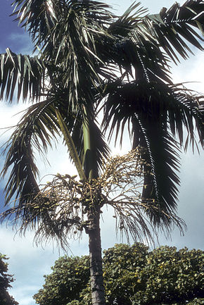 калаппова пальма
